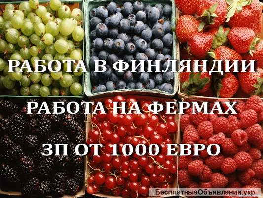 Рабочие на ферму в Финляндию. Работа за границей