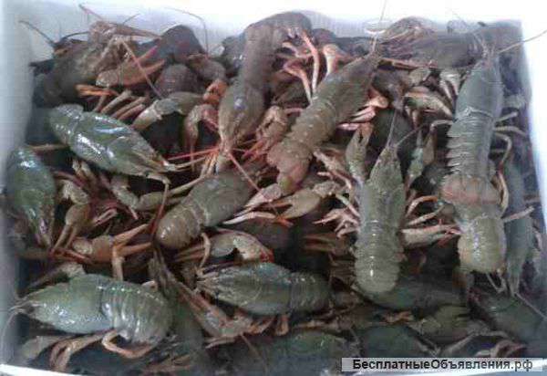 Живые раки оптом в Краснодаре.