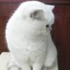 Британские серебристые котята