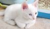 Белый котёнок - порода Као мани (белая жемчужина)