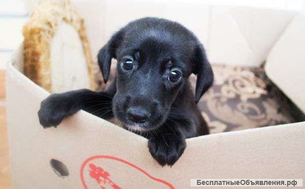 Срочно отдам щенят в добрые руки