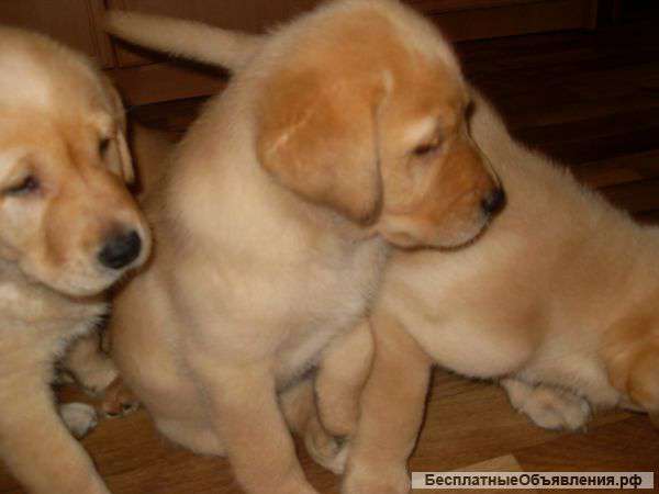 Элитные щенки Лабрадор ретривер