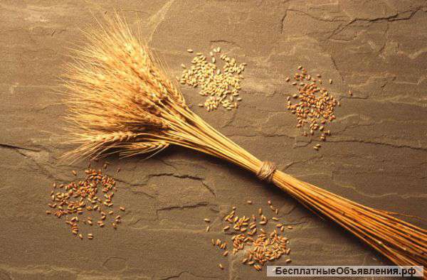 Пшеница