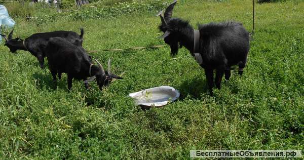 Хозяйство козы дойные козел козлята приплод семья