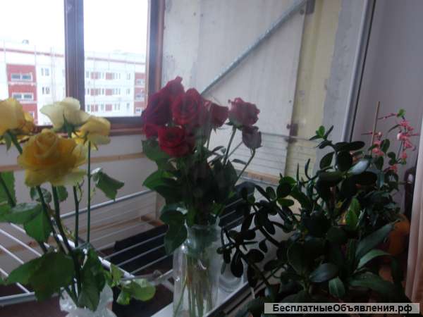 1-комн. квартиру