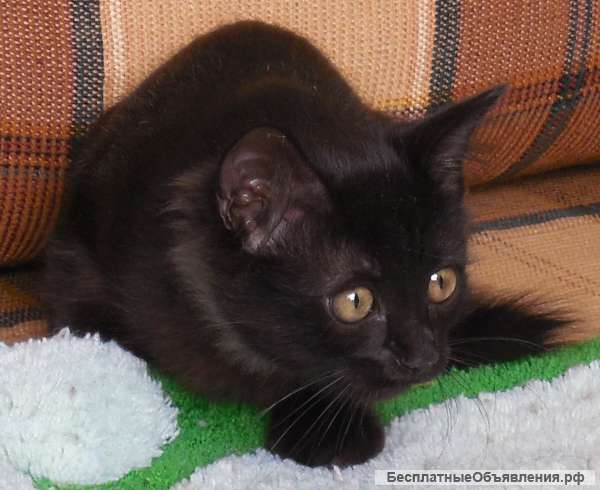 Игривый ласковый лечебный котенок Клякса ищет хозяина