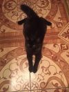 Помогите найти дом очаровательным котятам