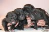 Щенки Кане Корсо от Юного Вице-Чемпиона Европы.