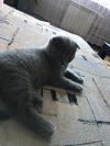 Котёнок девочка, британская вислоухая
