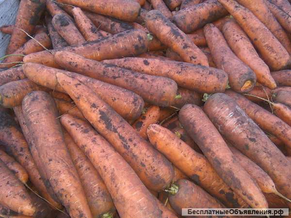 Морковь