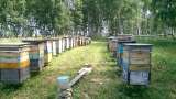Цветочный мёд нового урожая Месягутово-Уфа