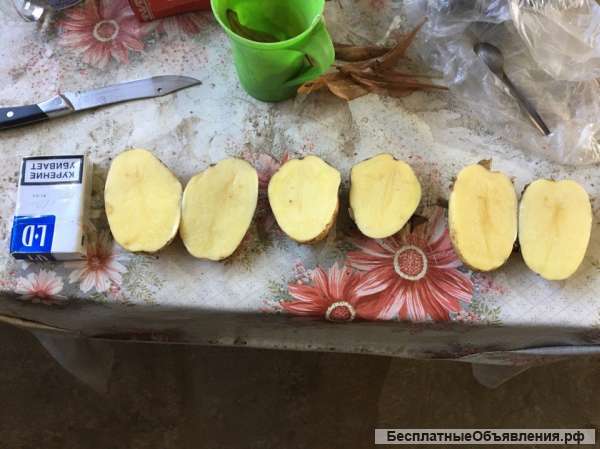 Картофель оптом (2017) 5+ сорт Уладар