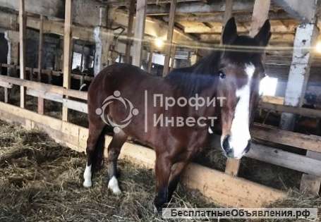 Фермерское хозяйство