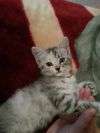 КРАСИВЫЕ котята