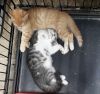 Братишки-котишки