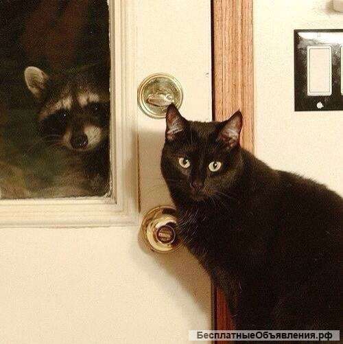 Приму в дар денег