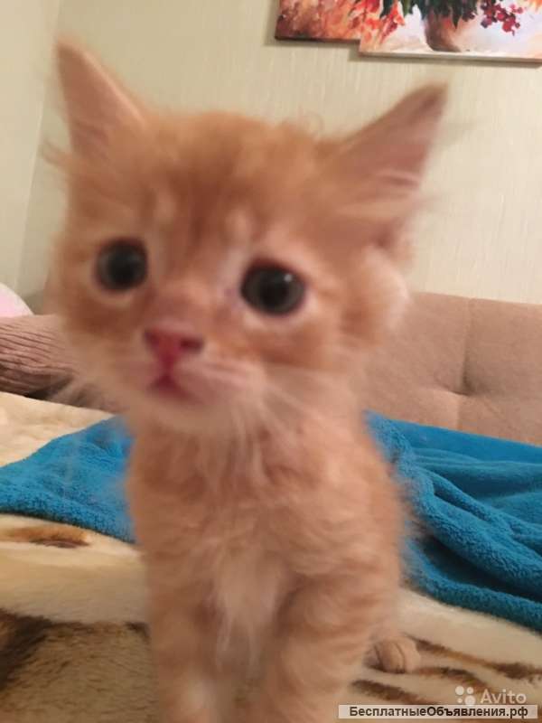 Рыженькие котятки