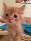 Рыженькие котятки