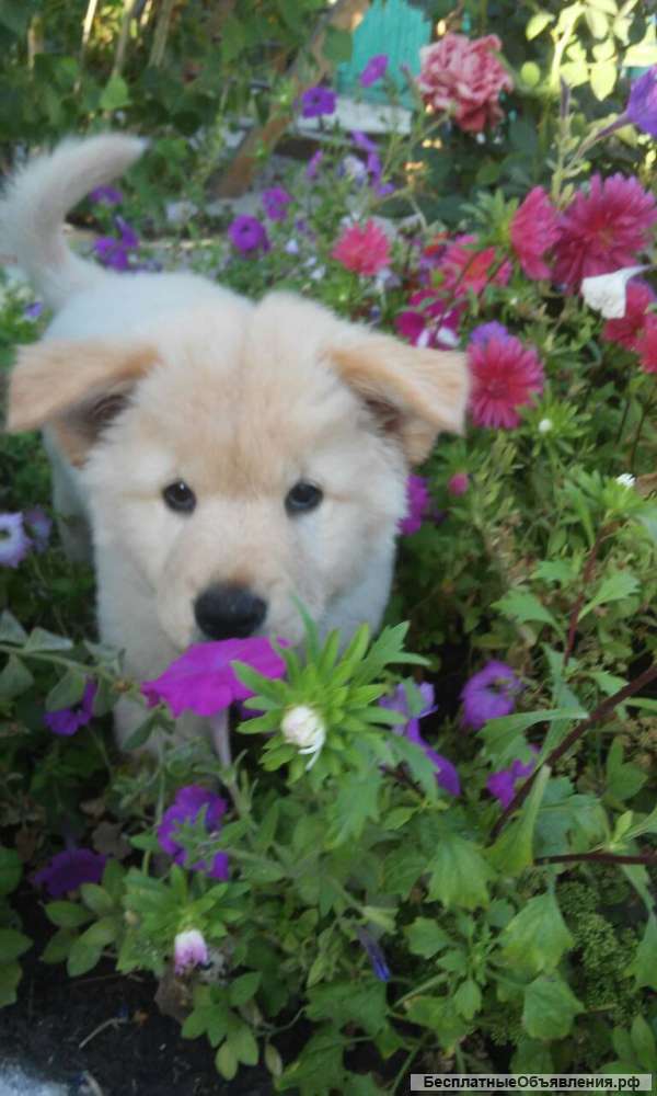 Щенки
