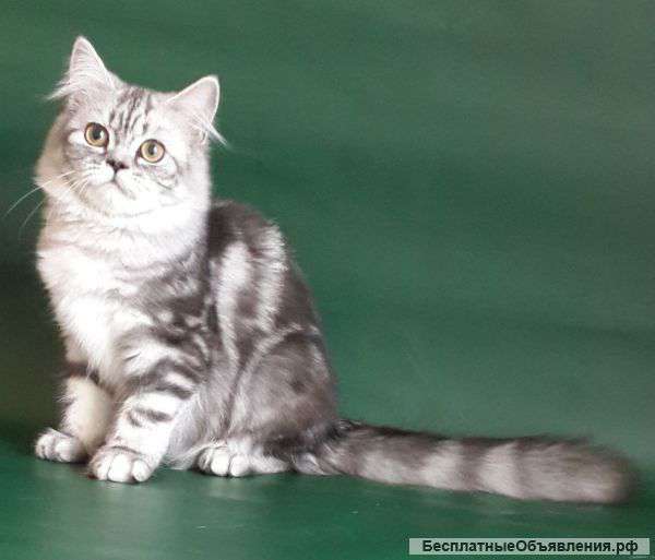 Чистокровная длинношерстная британочка