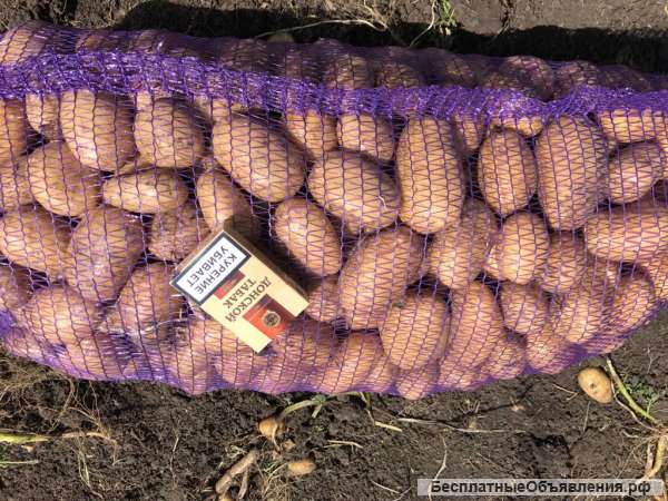 Картофель оптом 12 руб/кг. Прямой производитель в Краснодарском крае