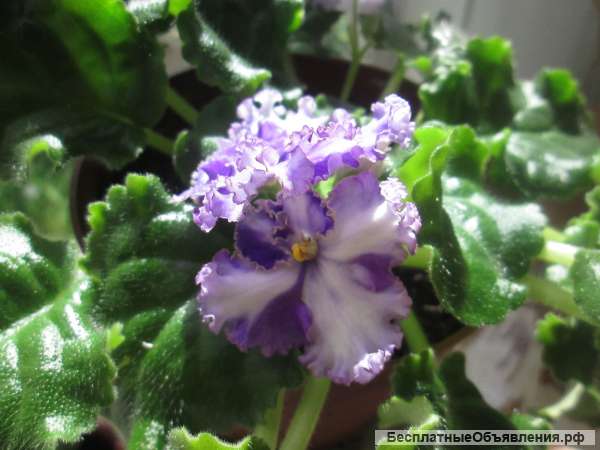 Фиалка-химера