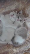 Котята породы Шотландская