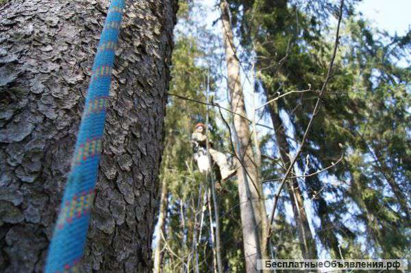 Oбработка деревьев от короеда. Удаление деревьев