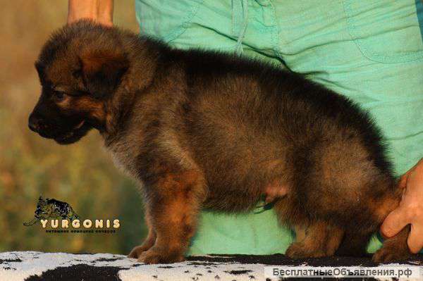 Щенки немецкой овчарки- для тех,кто ценит качество