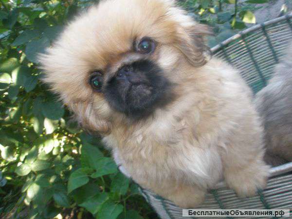 Щенки пекинеса