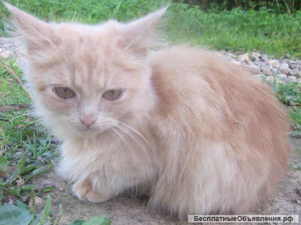 Маленький рыженький сибирский котёнок