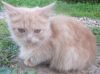 Маленький рыженький сибирский котёнок