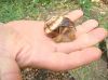 Виноградные улитки (Helix pomatia)