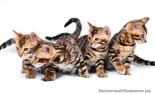 Бенгальский котенок (официальный питомник WCF)