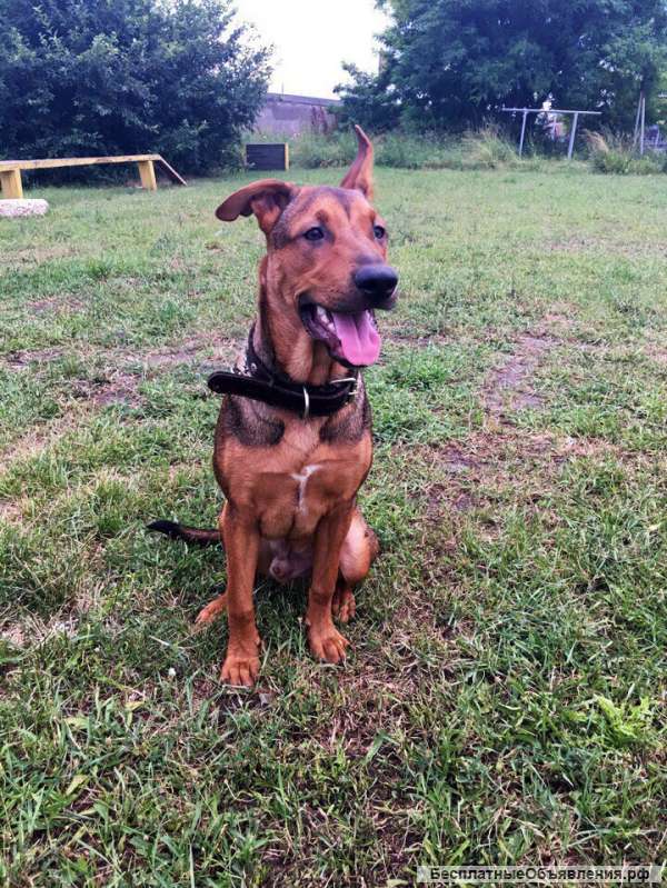 Отдам собаку