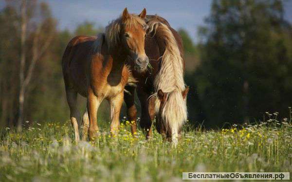 Конная прогулка