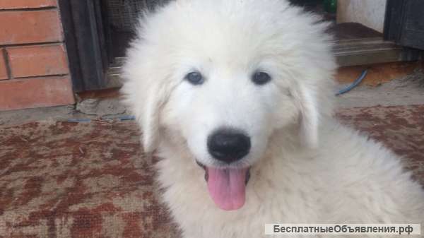 Щенок маремма абруцкой овчарки 2,5 мес