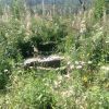 Участок в Еловом
