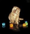 ШОКОЛАДНАЯ черепаховая вислоухая кошечка (котенок), брид-класс