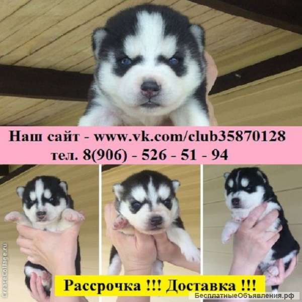 Крутых хасяток для души