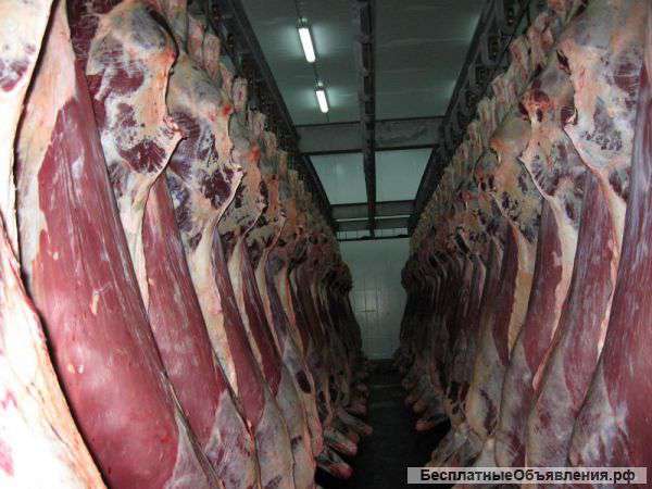 Мясо говядины оптом с доставкой по России