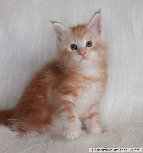 Элитные котята мейн-куна