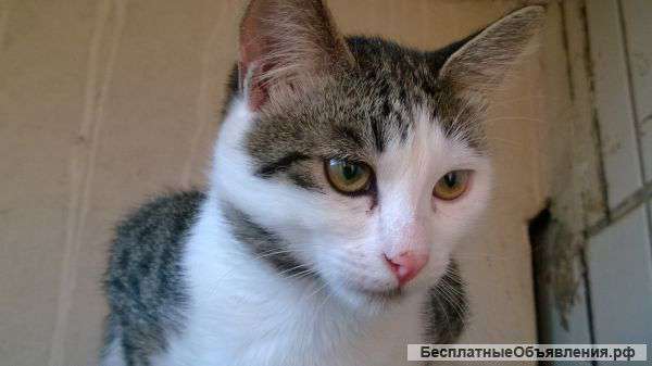 Малыш Маркиз очень-очень ищет добрых родителей