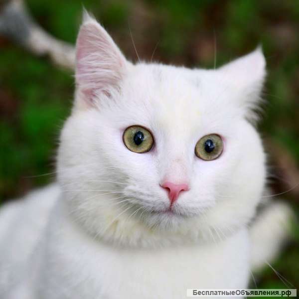 Белоснежный кот
