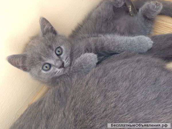 Продаю котят