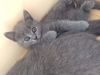 Продаю котят