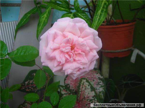 Бенгальская роза