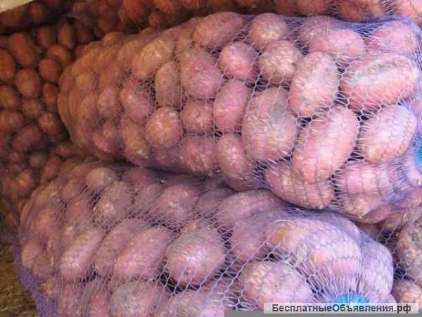 Картофель от 200 кг