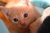 Отдам котика в хорошие руки 10 недель
