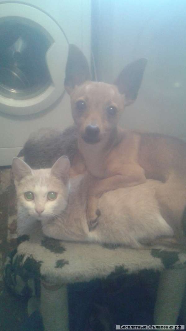 Той терьеров пррдам